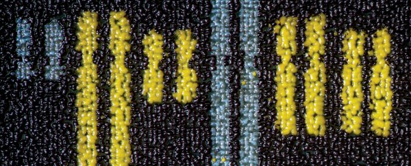 Biologists just built a piece of software that can program living cells like a computer