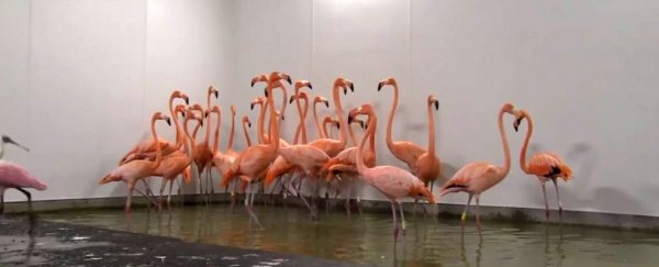 Zoo Miami has secured its animals in special bunkers for Hurricane Irma