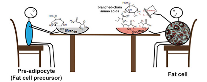 fat-cell-metabolism-cartoon-151116
