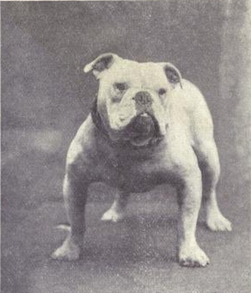 english bulldog original breed