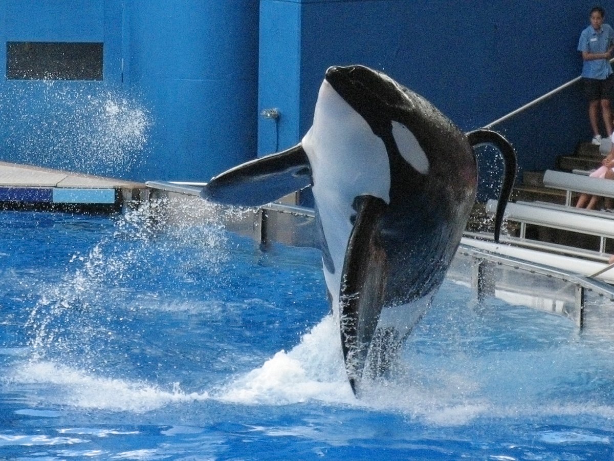 in-2013-the-companys-handling-of-killer-whales-came-into-question-after-the-circulation-of-blackfish-the-documentary-centered-on-an-orca-named-tilikum-who-killed-a-trainer-in-front-of-a-live-audience-in-2010