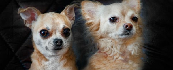 Here's what popular dog breeds looked like before and after 100 years of breeding