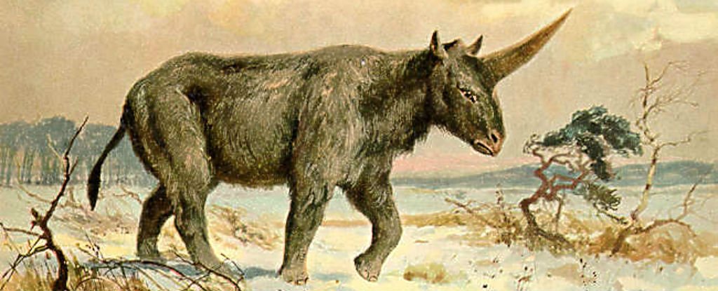 A Fossilised Skull Has Revealed When The Last Siberian Unicorn