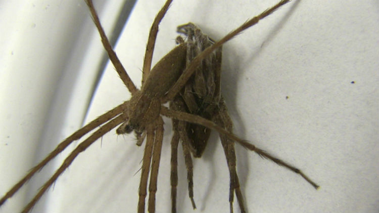 cocaïne Roei uit kast Male Spiders Tie Their Cannibalistic Mates Up to Avoid Getting Eaten :  ScienceAlert