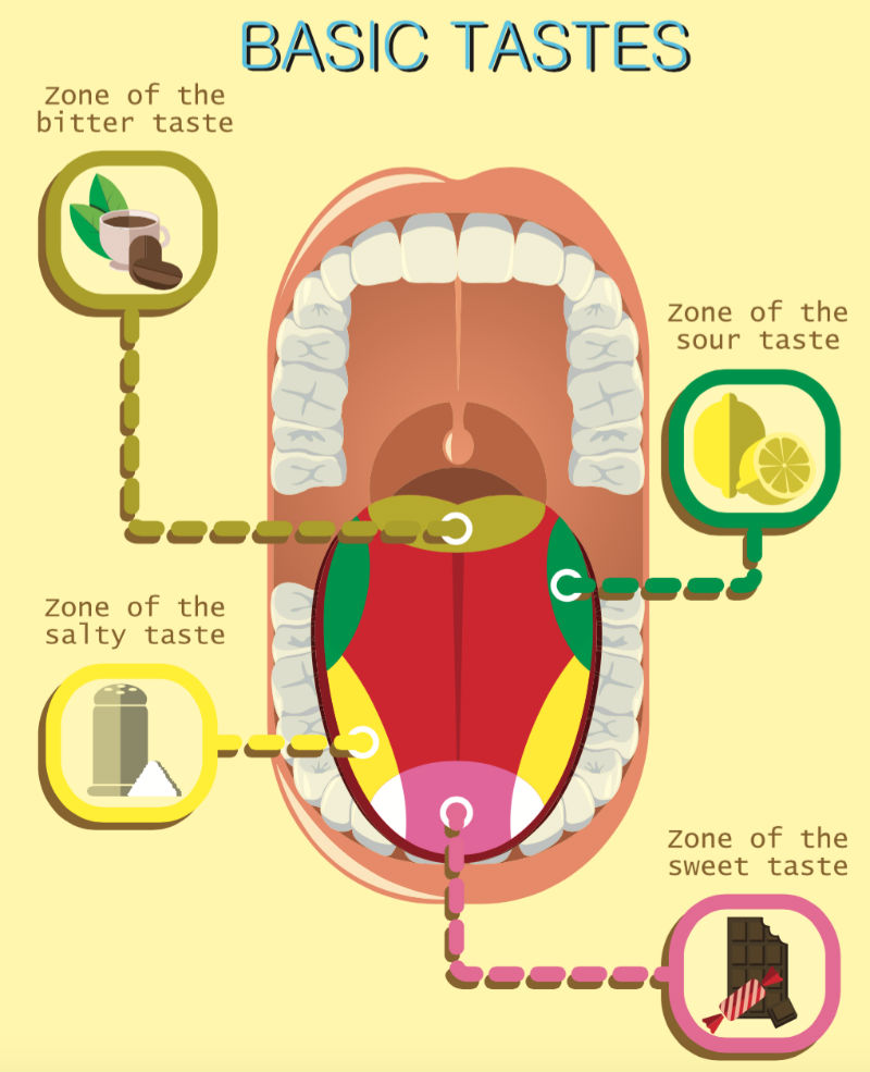 Tongue Chart Taste Buds