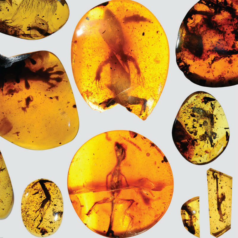 worlds-oldest-cham-specimens