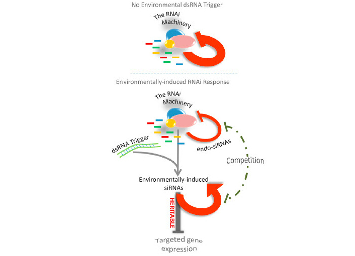 heritable-RNAi-responses web