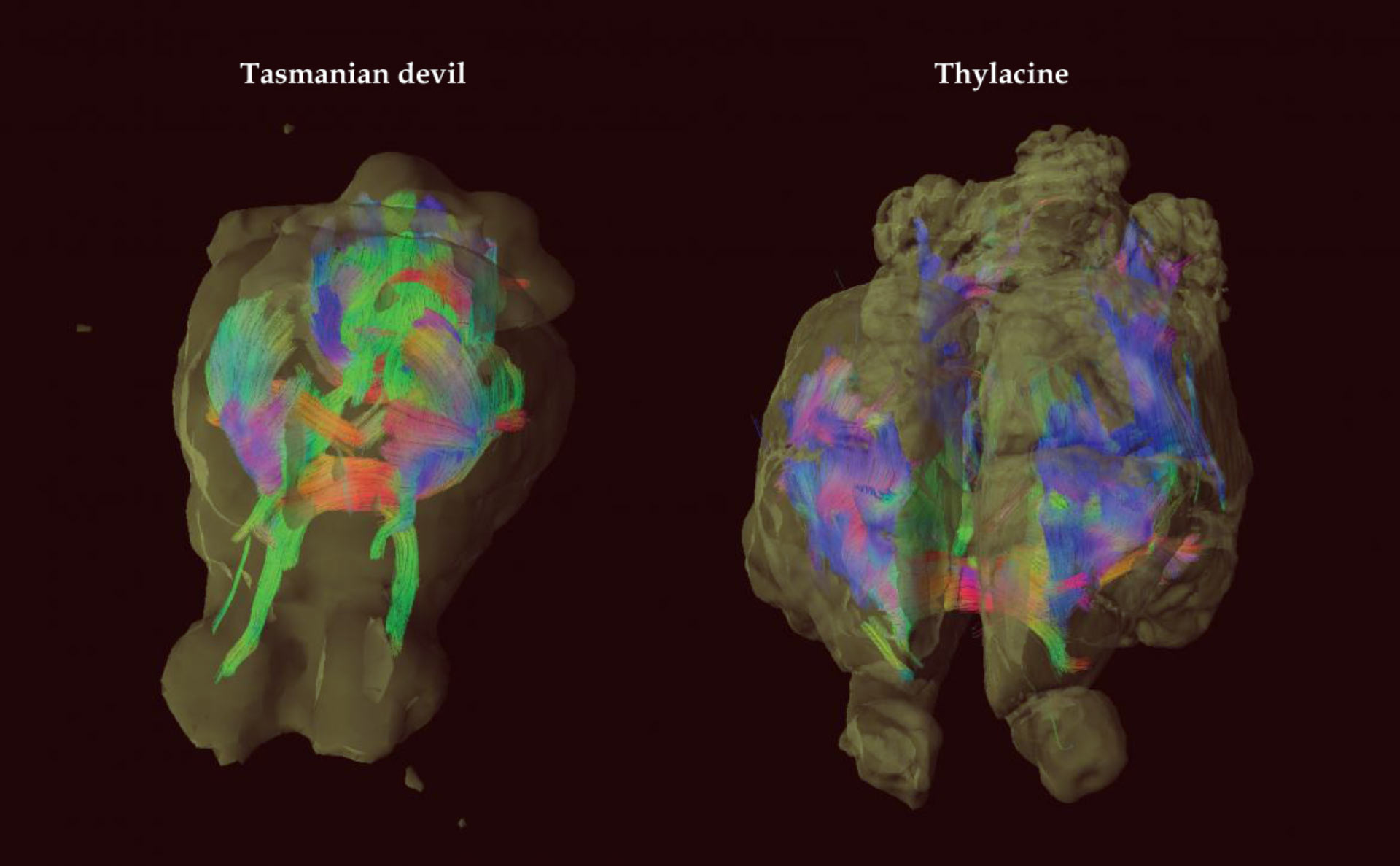 image 4549 2e-Thylacine-Brain