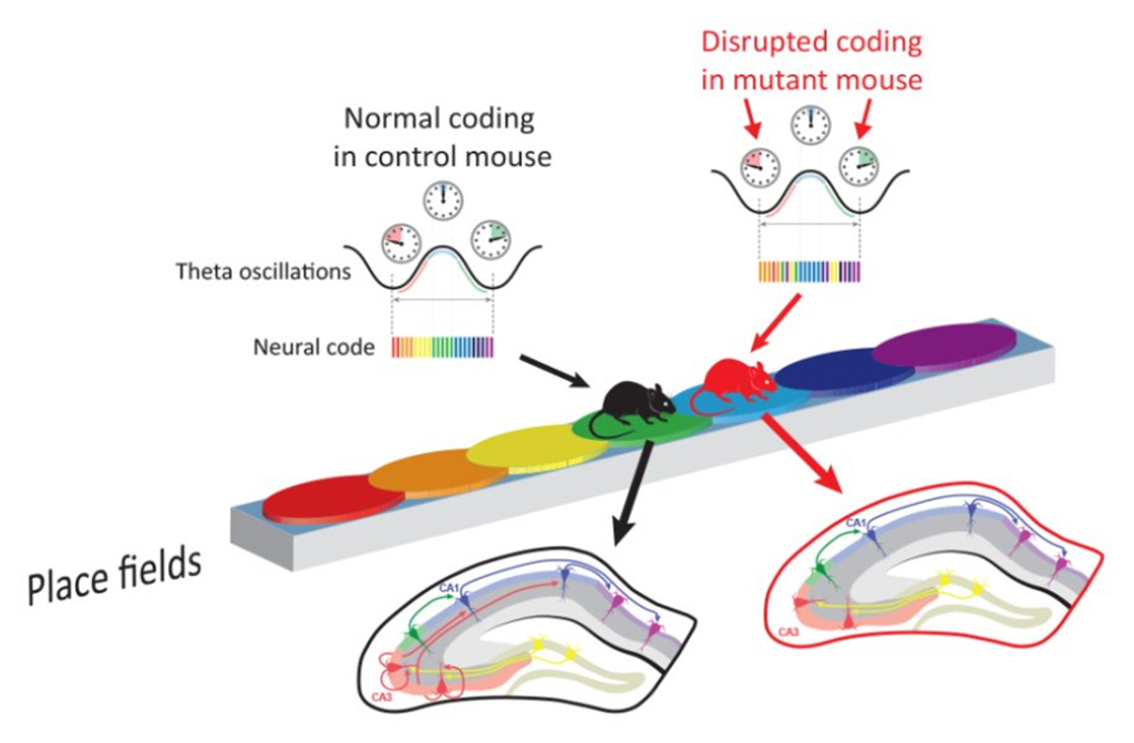 mouse-coding