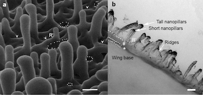 nanopillarheight