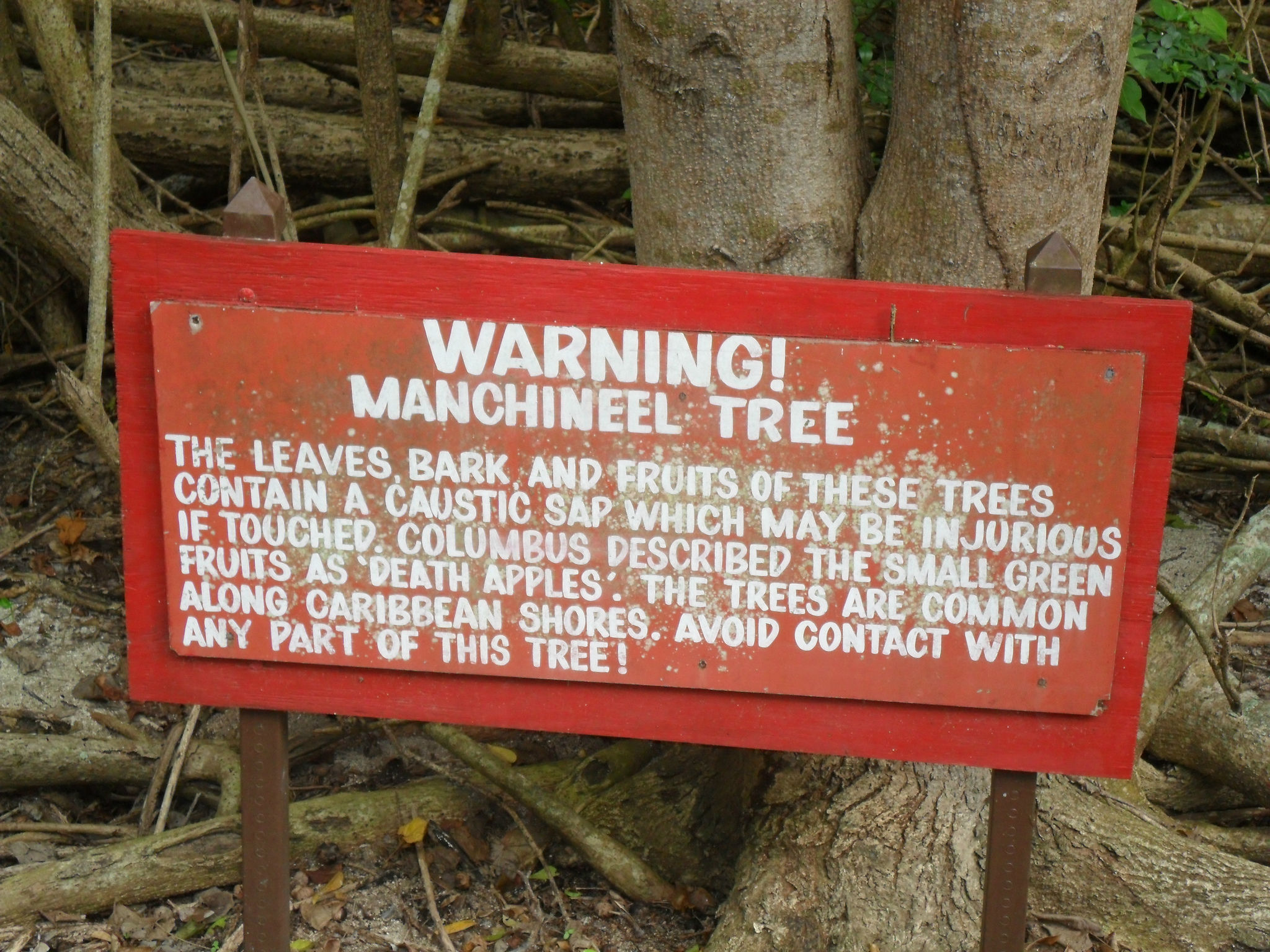 This Tree Is So Toxic, You Can&#39;t Stand Under It When It Rains