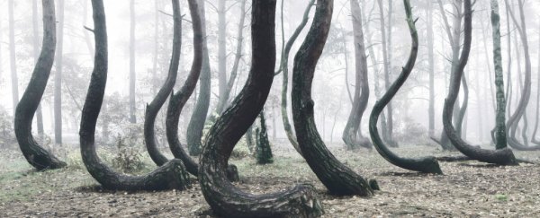 There's a forest in Poland filled with crooked trees, and no one can explain why