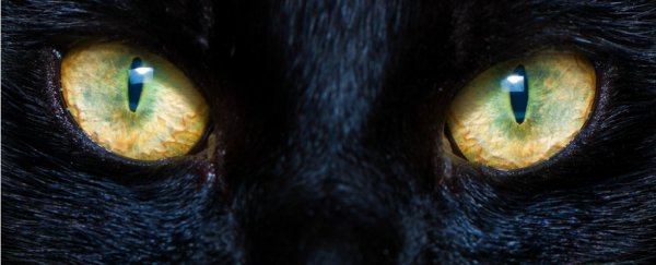 Here's why cats have such strange, haunting eyes, explained by science