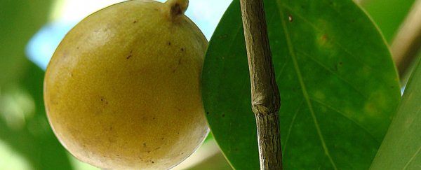 This tree is so toxic, you can't stand under it when it rains