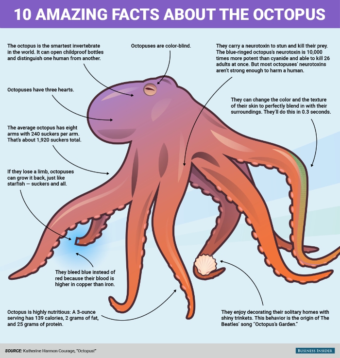 This Infographic Shows All The Reasons The Octopus Is The Coolest Animal  Ever : ScienceAlert