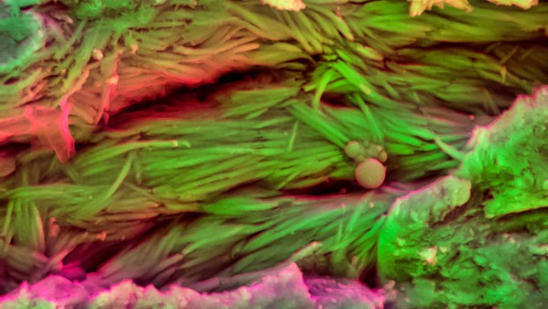 pf 50612n NID dinoprotein