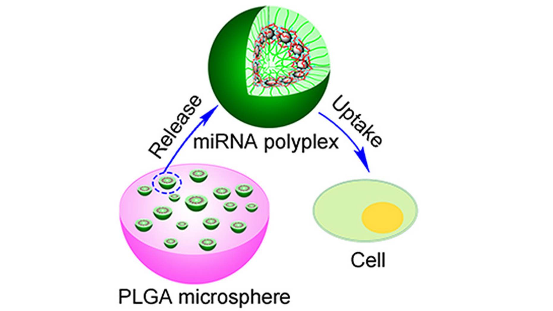 polymer-nano-shells-microrna-bone-repair-1