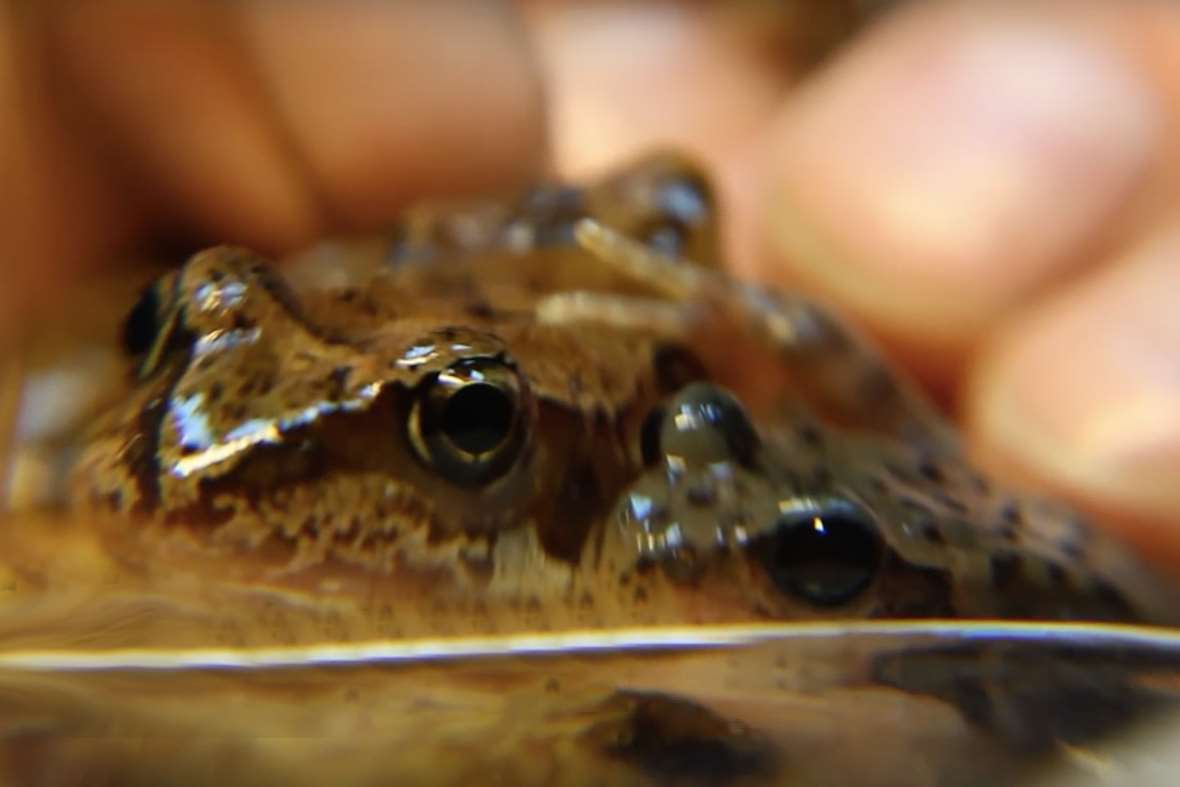 The Internet Is Claiming These 'Mutant' Frogs Have Been Discovered in