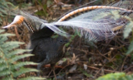 Alex_Maisey_nonistock_-_lyrebird2