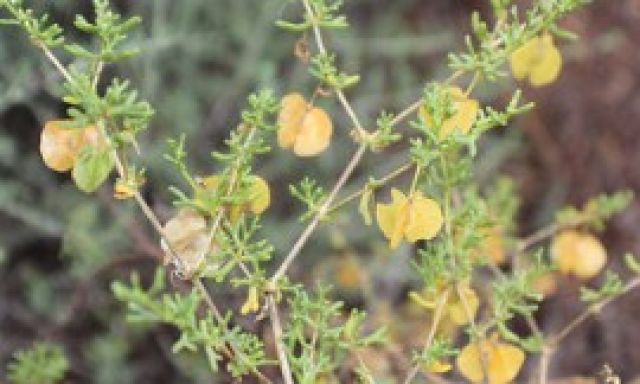 Arthur_Chapman_-_Narrow-leaf_Hopbush2