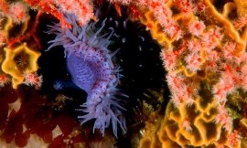 David_Doubilet_nonistock_-_purple_sea_anemone2