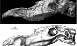 Deng_Tao_nonistock_-_Hipparion