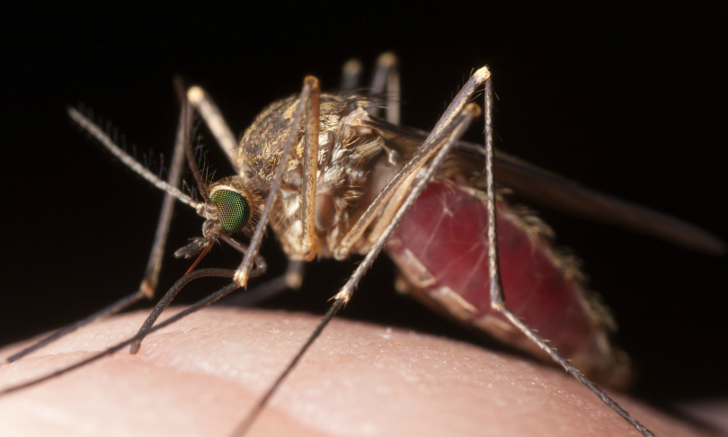 Henrik_L_-_mosquito
