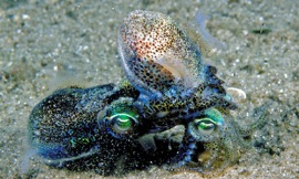 Mark_Norman_nonistock_-_southern_dumpling_squid2