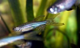 Marrabbio2_wikimedia_commons_-_zebrafish2