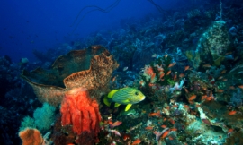 cdascher_-_coral_reef2