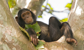 guenterguni-Chimp-iStock