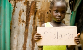 MShep2_-_malaria