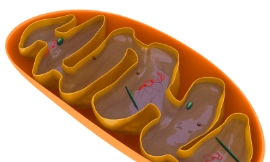Raycat_-_mitochondrion