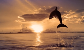 WillyamBradberry_-_bottlenose_dolphin