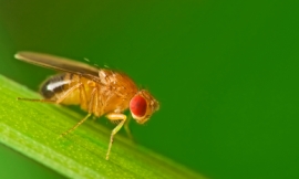 janeff_-_male_fruitfly