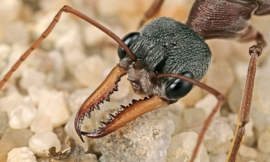 mccphoto_-_bulldog_ant