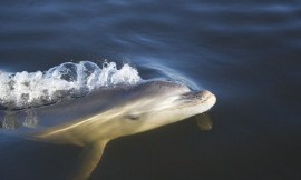 monash_uni_-_dolphin