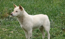 ozflash_-_dingo