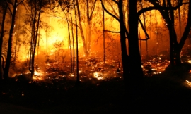 rogerrosentreter_-_forest_fire