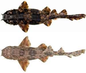 2_wobbegongs 2_wobbegongs