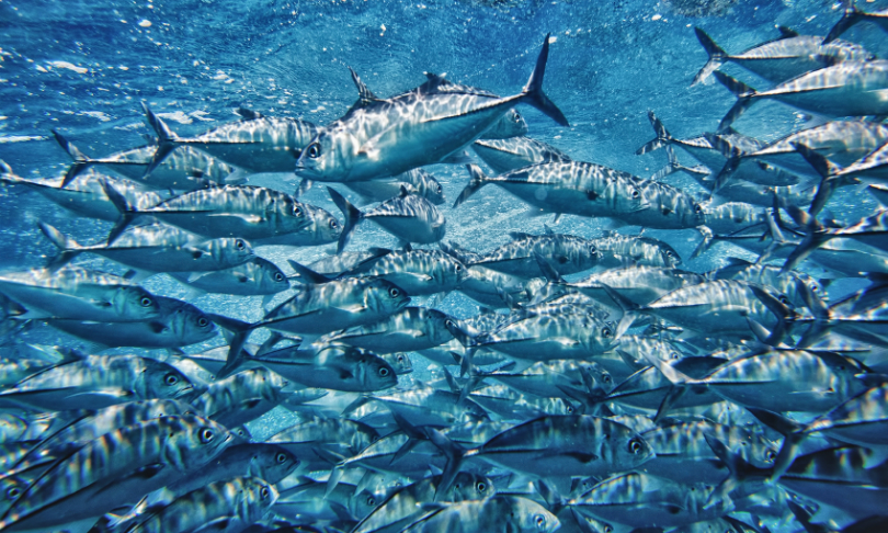 Aleynikov_tuna_iStock