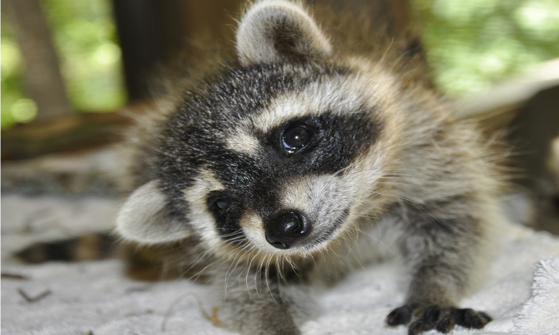 BeckySheridan_cuteness_Shutterstock