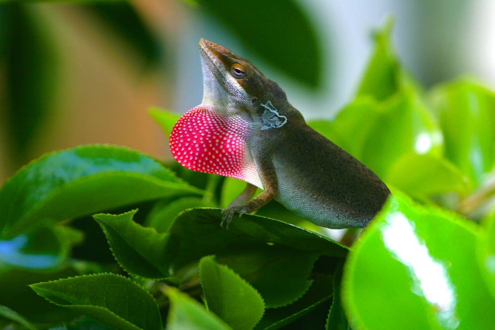 How Lizards Attract Partners
