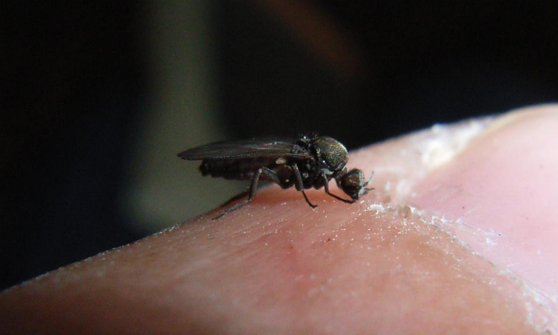 Biting_sandfly_Wikimedia