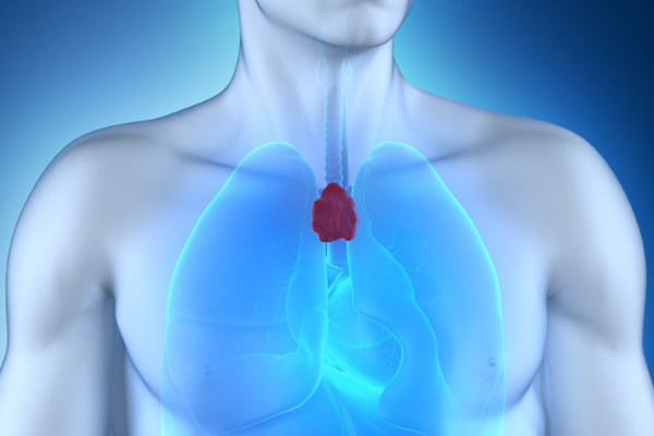 CLIPAREA_l_Custom_media_thymus_shutterstock.jpg