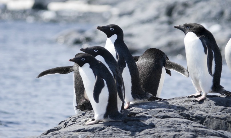 Christian_Wilkinson_penguin_Shutterstock