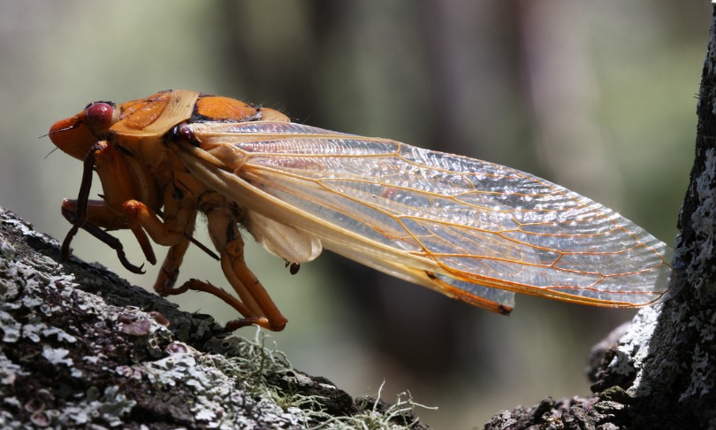 Christopher_Meder_cicada_Shutterstock