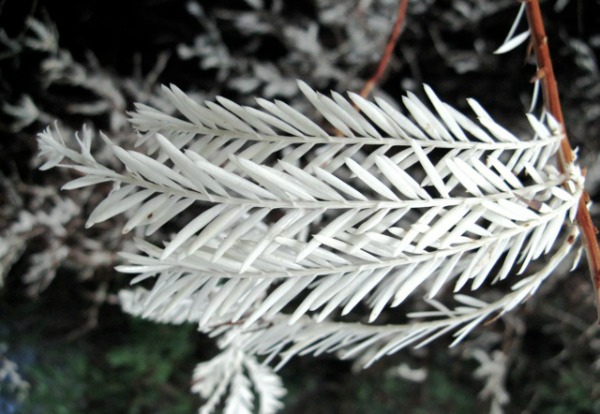 this is how albino and half albino redwoods look