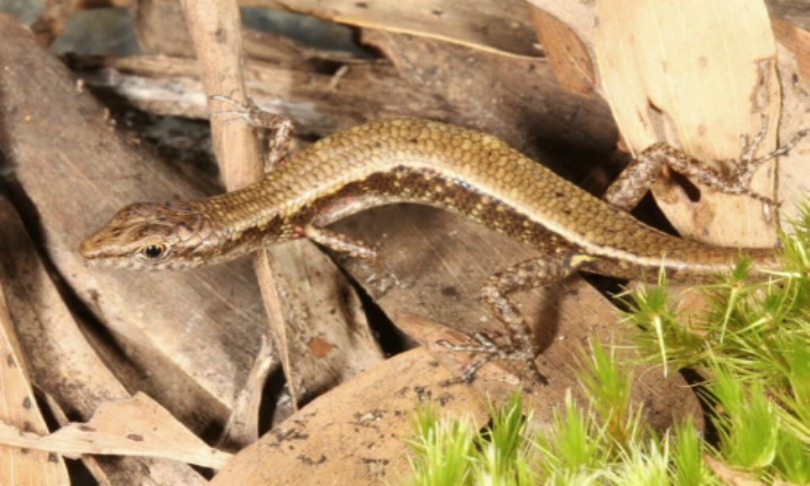 ConradHoskins_skink_JCU