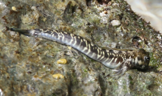 CourtneyMorgans_Blenny_UNSW